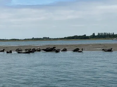 seals
