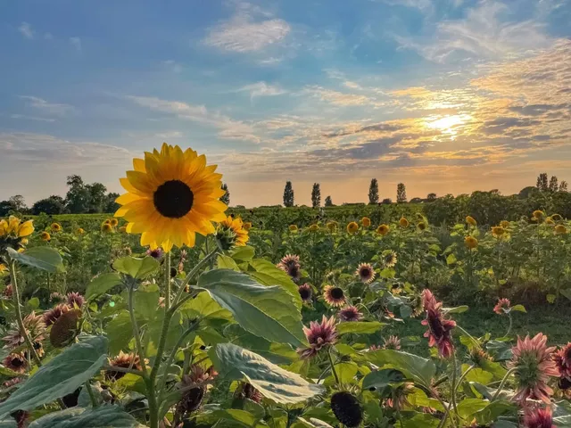Sam’s Sunflowers & Stoke Fruit Farm Shop