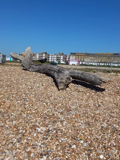 Close view of the washed-up log on the beach at Beachlands, Hayling Island