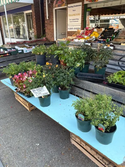 potted plants